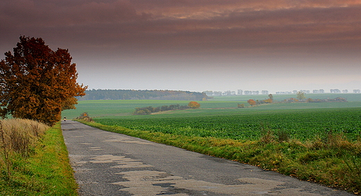 Jesienne krajobrazy  w drodze z Barlinka do Przelewic