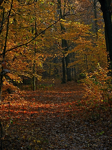 Cisza przerywana opadajcymi limi