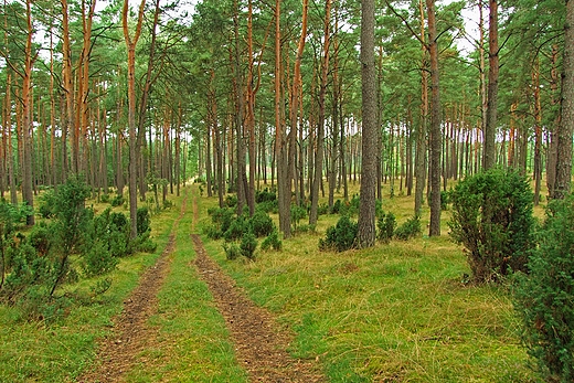 Bory sosnowe. Ciemniki