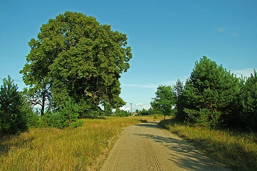 Wielka Lipa. Ciemniki