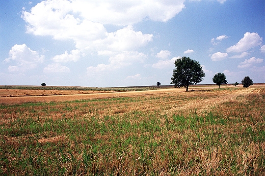 Pola w okolicach Bobrowej. Ziemia dzka