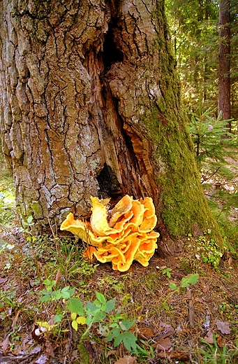 W Sieradowickim Parku Krajobrazowym grzyby rosną na pniu...