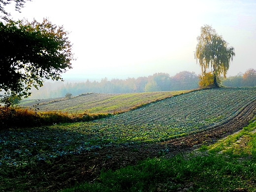 pola w jesiennej mgle. brzoza