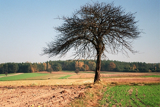 Samotna grusza w polu w okolicach Starej Rawy. Mazowsze