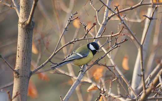 Sikorka Bogatka