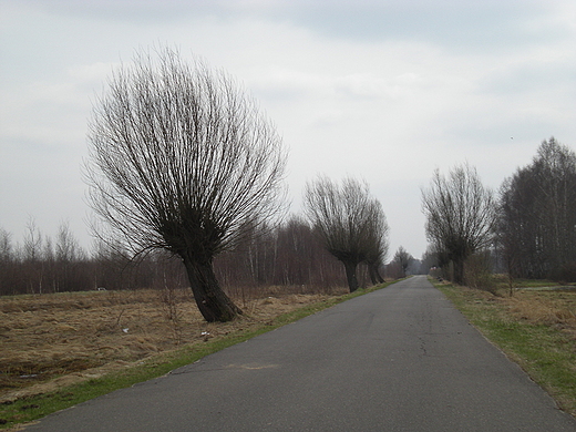 Wierzby