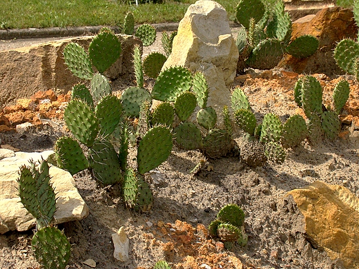 Ogrd Botaniczny Bydgoszcz