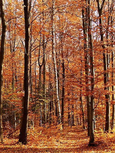Jesienny las na osiedlu Modzawy