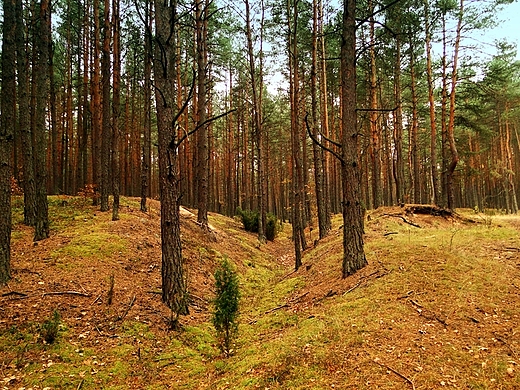 Okolice Majkowa jesiennie