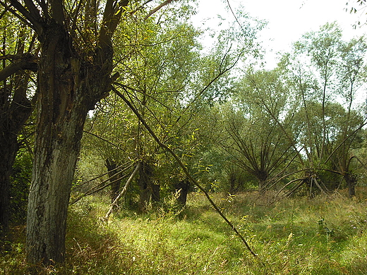 Wierzby nad Wkr w okolicy Szczypiorna