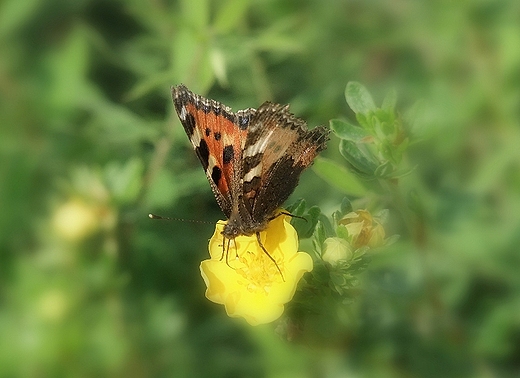 Motyl