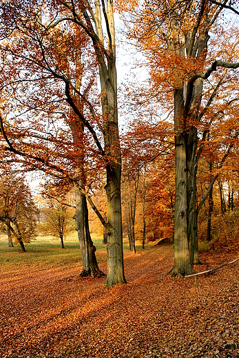 Park uk Muakowa - knica