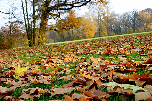 Park uk Muakowa - knica