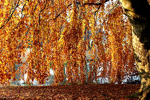 Park uk Muakowa - knica