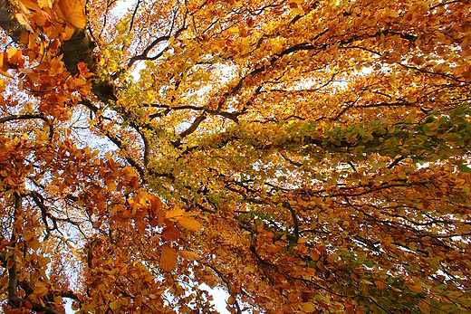 Park uk Muakowa - knica