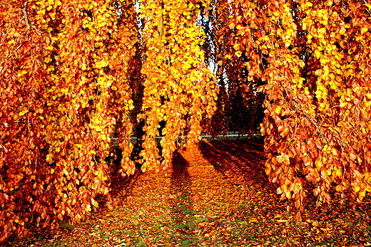 Park uk Muakowa - knica