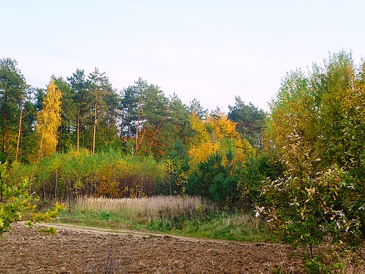 jesienny zagajnik