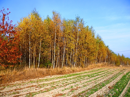 brzozowy zagajnik