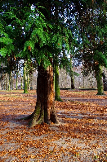 Stare drzewo na starym cmentarzu w Barlinku