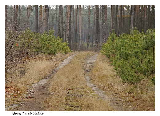 Jesienne Bory Tucholskie