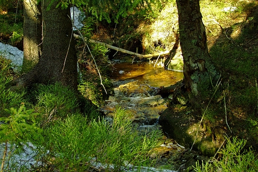 Grski strumie w oklicach Jakuszyc