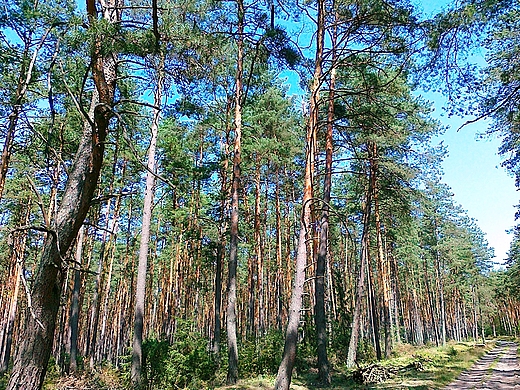 roztoczaskie sosny