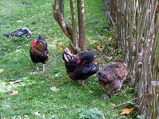 skansen. leniwie...