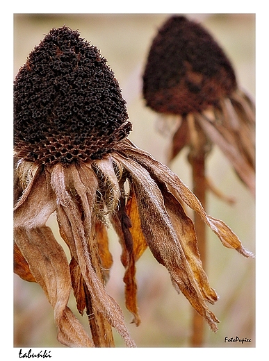 Rudbekia w jesiennej odsonie