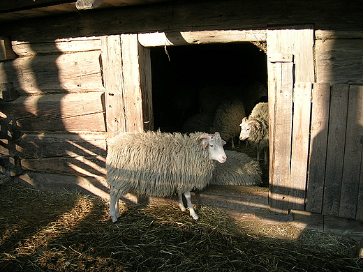 Skansen w Chorzowie - zagroda owiec.