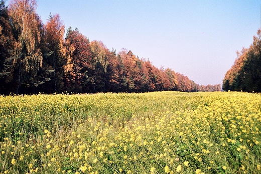 Okolice Starej Rossochy. Mazowsze