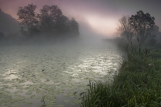 Starorzecze Wisy