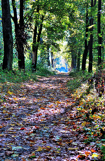 Jura Krakowsko-Czstochowska. Park paacowy w Zotym Potoku.