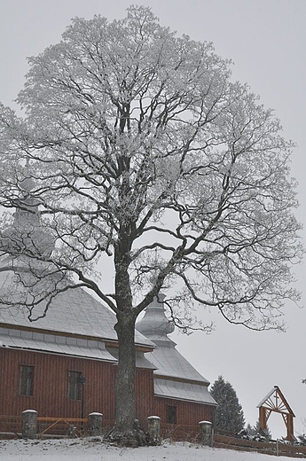 zimowe drzewo, a w tle cerkiew Mochnaczka N.