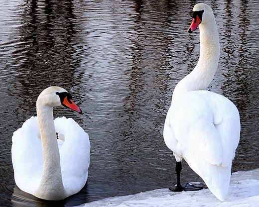 Łabędzie