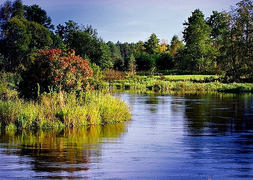 Liwiec jesieni