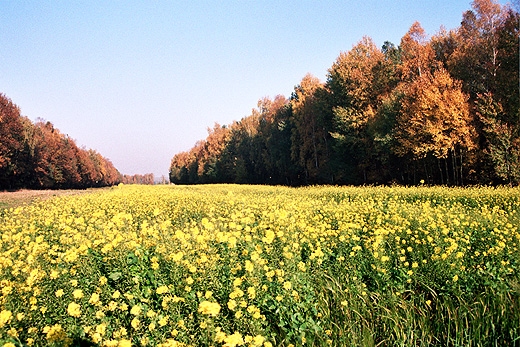 Stara Rossocha. Mazowsze