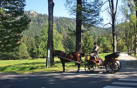 Zakopane. Bryczka w Kunicach.