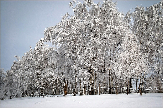 Brzezina.