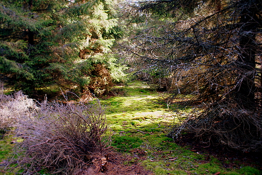 Bajkowy Las -Br wierkowy w Barlinecko-Gorzowskim Parku Krajobrazowym