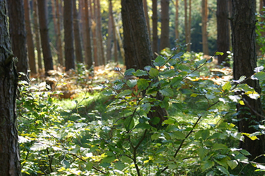 Las  mieszany w Barlinecko-Gorzowskim Parku Krajobrazowym