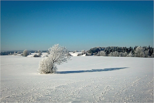 Krzaczek.