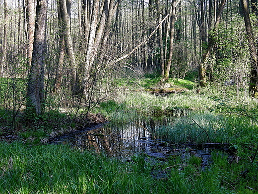 W rezerwacie Czartowe Pole