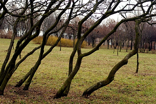 W parku im. Dygasiskiego w Kielcach