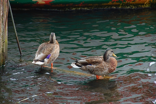 Darowo - kaczki na Wieprzy