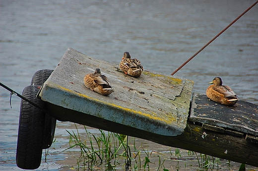 Darowo - kaczki na Wieprzy