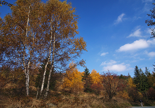 Beskid lski. Jesie na stokach Rwnicy.