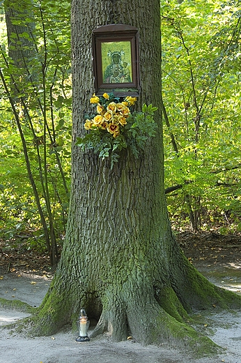 Gołuchów - kapliczka na drzewie przy drodze do parku