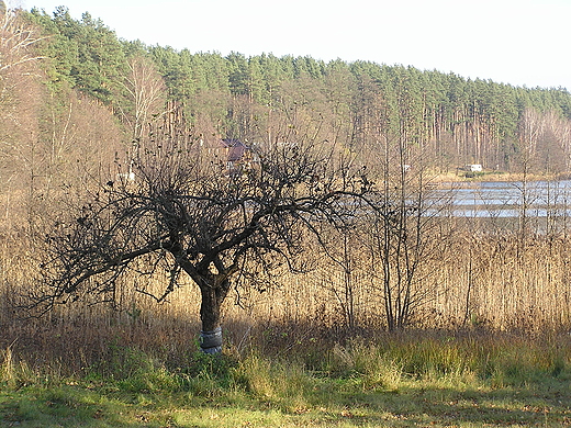 Staw Wojciech