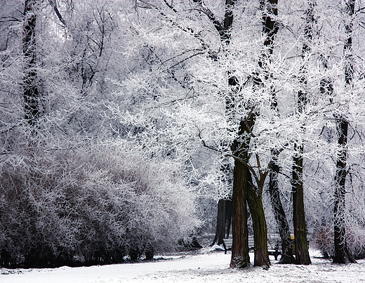 Park Dbowy, nieopodal waw kozanowskich