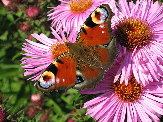 Motyl - rusaka pawik